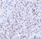 Anti-Cdk2 Antibody Picoband™ (monoclonal, 5B12D1)